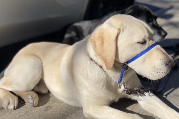 Profile of  yellow Lab Cowboy wearing his blue gentle leader.