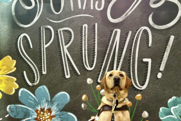 Churro sits in harness in front of a painted backdrop that says "Spring has Sprung" in large white script. He is wearing his gentle leader and rear boots and he is looking at the camera with a serious expression.