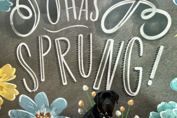Hemingway sits in harness in front of a painted backdrop that says "Spring has Sprung" in large while script. He is wearing a gentle leader and boots on his rear paws.