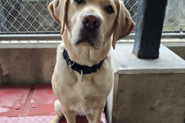 Jordana, a female yellow Labrador Retriever, is sitting on a red play structure. She is looking at the camera with a sweet expression on her face. There is a pole beside her and a fence in the background.