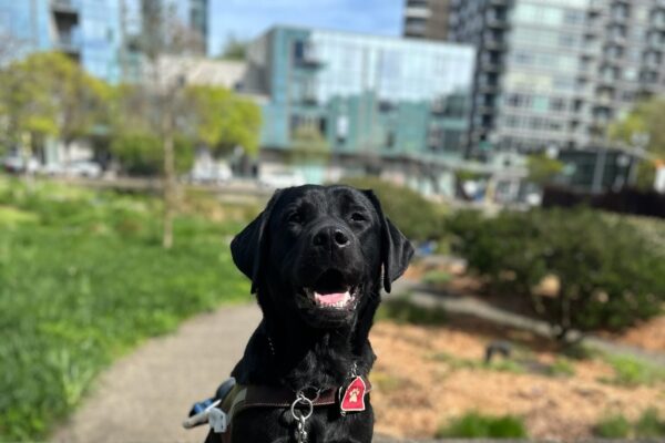Black lab (Minnow) sitting in harness sunbathing. With beautiful greenery in the background and big tall buildings.