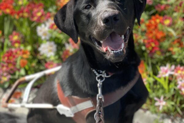 Poco sits in harness in front of a bed of colorful yellow, red and orange flowers. He is gazing handsomely at the camera with an open mouth grin.