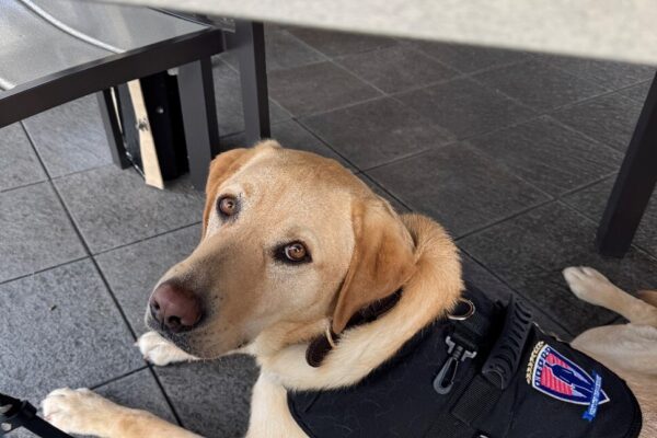 Yellow Lab Timber is wearing his black service dog vest laying down under a table. He is looking up at the camera.