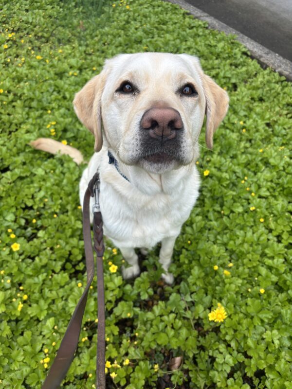 A yellow Labrador Retriever sits on a bright green patch of ground cover with tiny yellow flowers. She looks into the camera wearing a blue collar and leather leash.