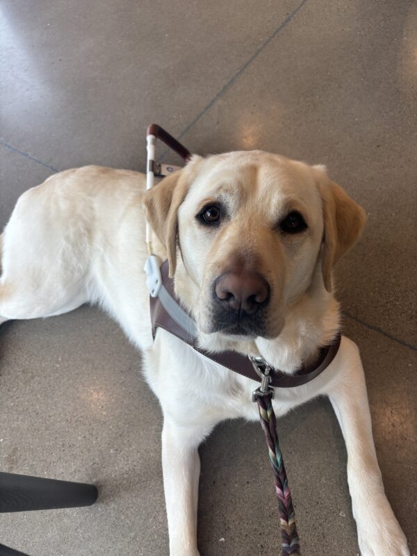 A yellow Labrador Retriever lays on a cement floor inside a coffee shop. She is looking up at the camera wearing a harness, blue collar, and leather leash.