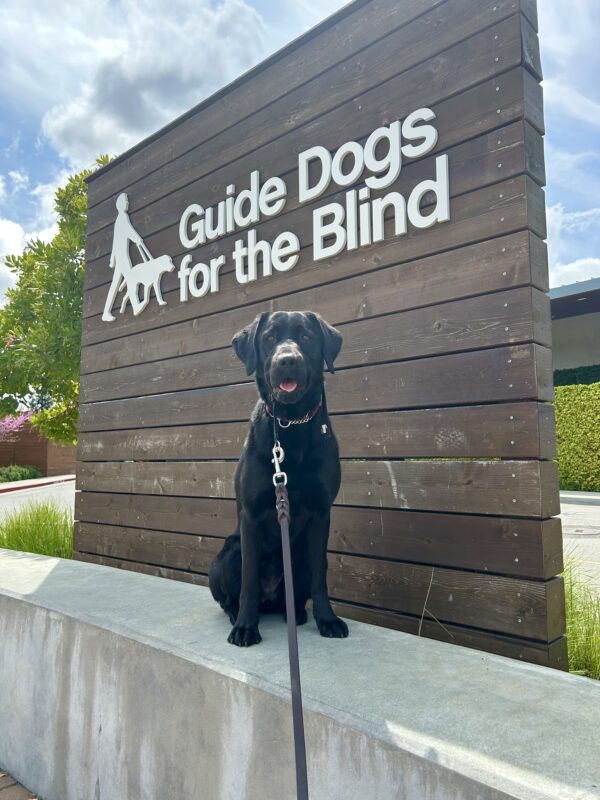 Wrenley sits on a concrete wall in front of a large wooden sign that says Guide Dogs For The Blind. She is looking at the camera.