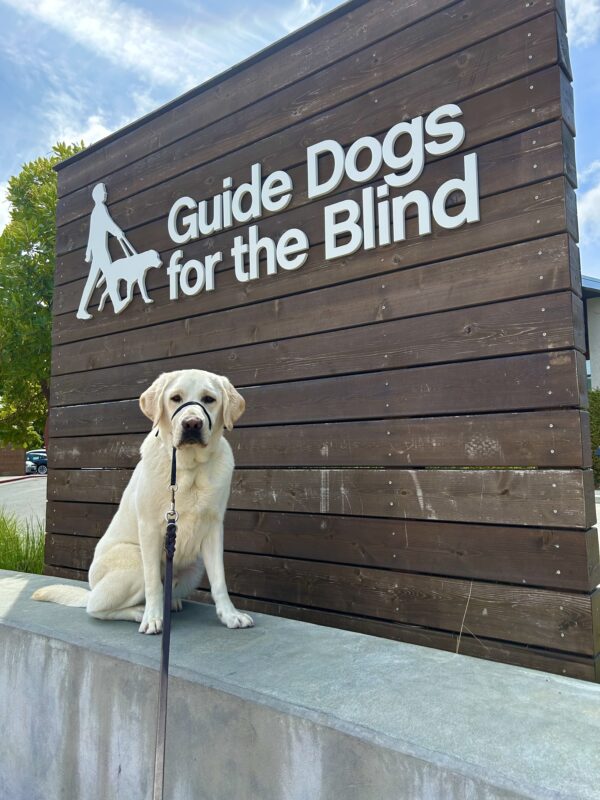 Huck sits on a concrete wall in front of a large wooden sign that reads Guide Dogs For The Blind. He is looking at the camera.