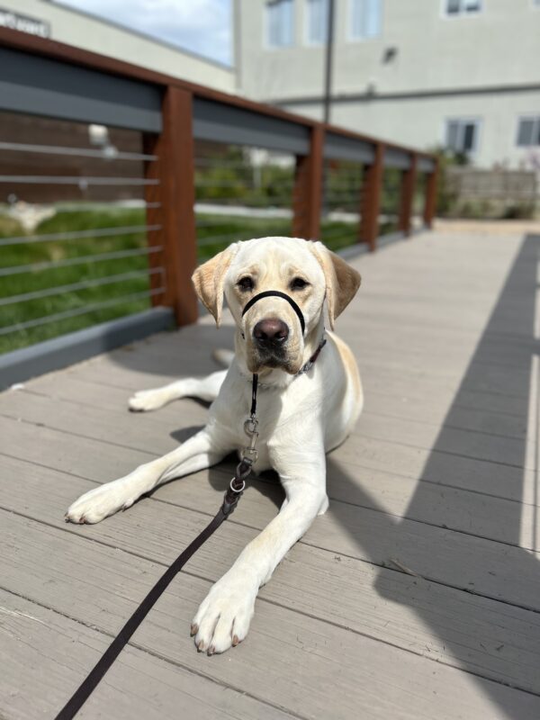 Crew is pictured lying down on a wooden bridge on campus. He is looking directly at the camera with an inquisitive look.