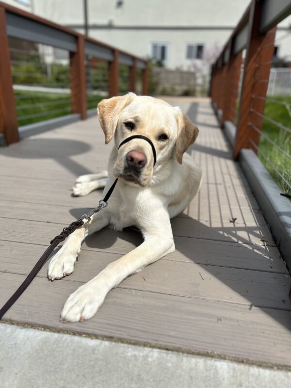 Searcher lies on a wooden bridge on campus. He is looking at the camera.