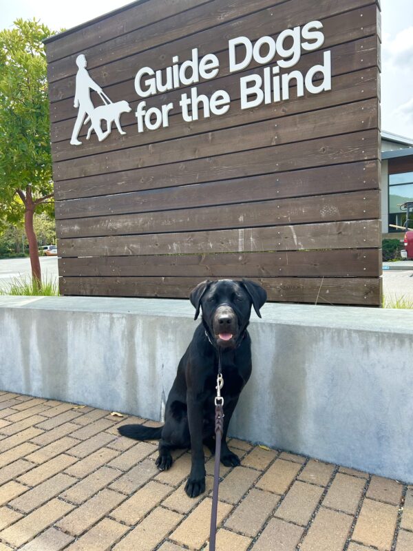 Kaiden sits on brick pavement in front of a large wooden sign that reads Guide Dogs For The Blind. He is looking directly at the camera.