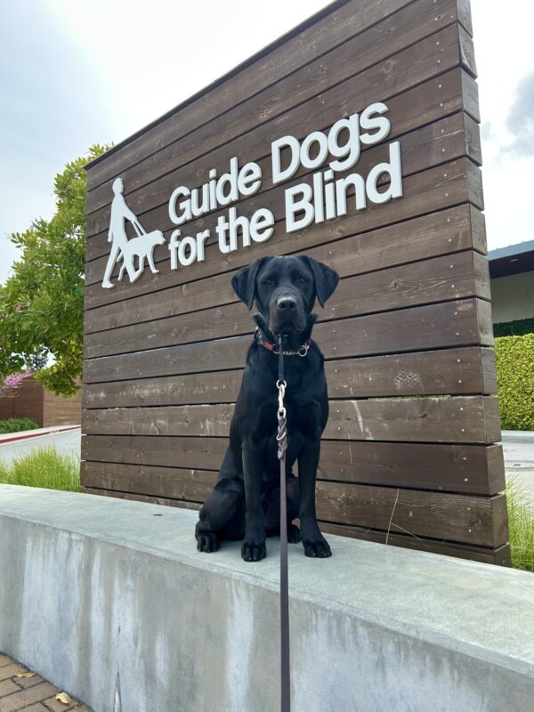 Kilby sits on a concrete wall in front of a large wooden sign that reads Guide Dogs For The Blind. He is looking directly at the camera.