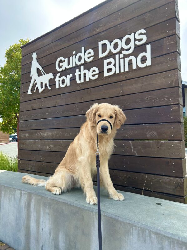 Merrick sits on a concrete wall in front of a large wooden sign that reads Guide Dogs For The Blind. He is looking directly at the camera.