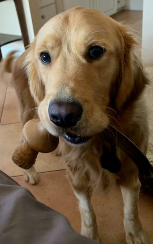 A close-up of Davenport’s face as he holds a large brown Benebone in his mouth.