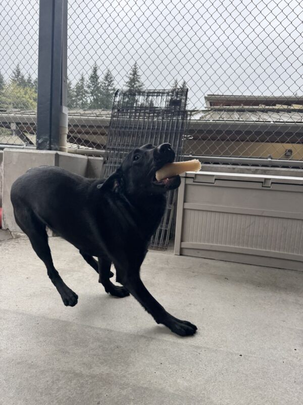 A small black female lab named Bengal is playing outside. She has a white bone in her mouth and is running towards the camera.