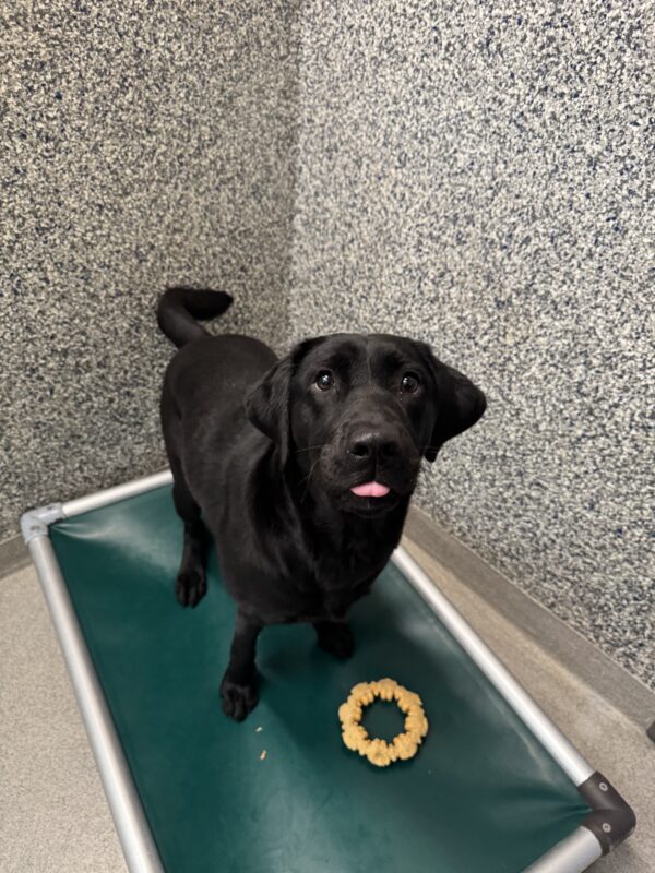 A small black female lab named Bengal is standing on a green bed with a yellow bone toy next to her. Her tongue is seen barely sticking out of her mouth.