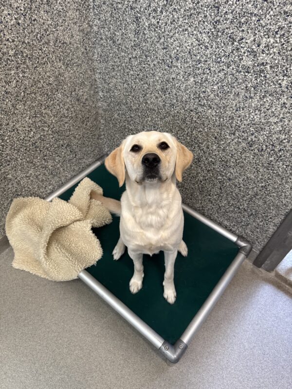 A yellow female lab/golden cross named Janalee sits on a green bed looking up at the camera. She has a fleece blanket underneath her.
