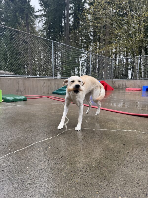 A yellow female lab/golden cross named Janalee plays outside. She has a white bone in her mouth and is running towards the camera.