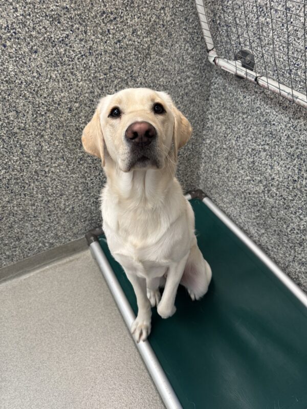 A male yellow lab named Vinyl sits on a green bed. He is looking up to the camera and gently lifting up one of his paws in a cute gesture.