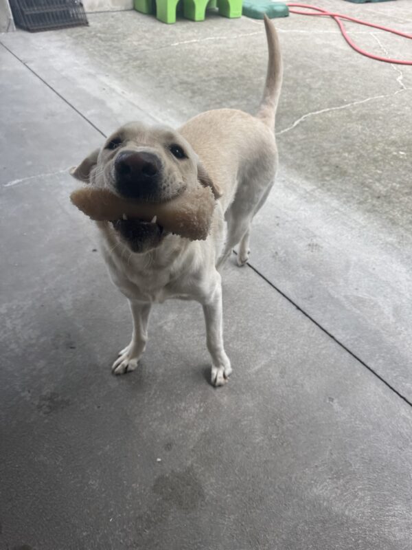 A male yellow lab named Vinyl is playing outside. He has a white bone in his mouth and is looking up at the camera.