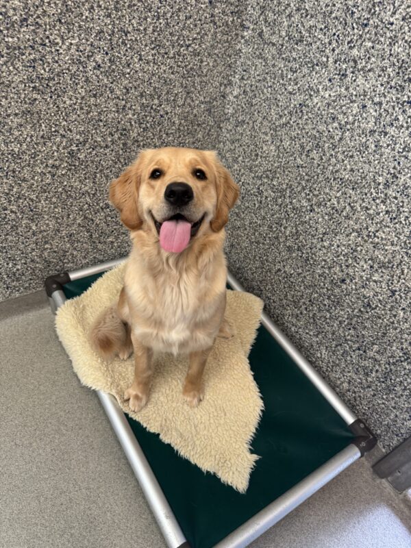 A yellow female lab/golden cross named Walena is sitting on a green bed. She has a fleece blanket underneath her and her tongue is hanging out of her mouth as she looks up to the camera.