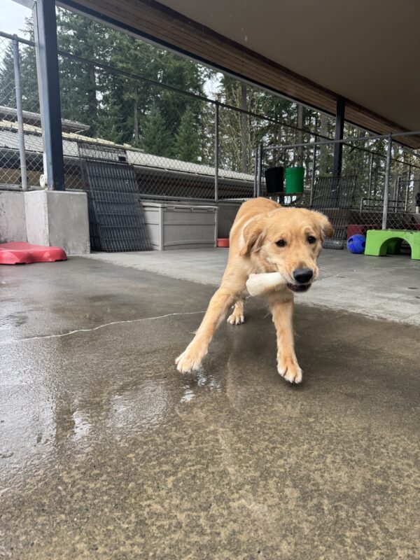A yellow female lab/golden cross named Walena is playing outside. She has a white bone in her mouth as she is running towards the camera.