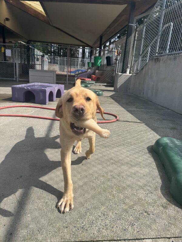 A male yellow lab named Fornell plays outside. He has a white bone in his mouth and is playfully chasing after the camera.