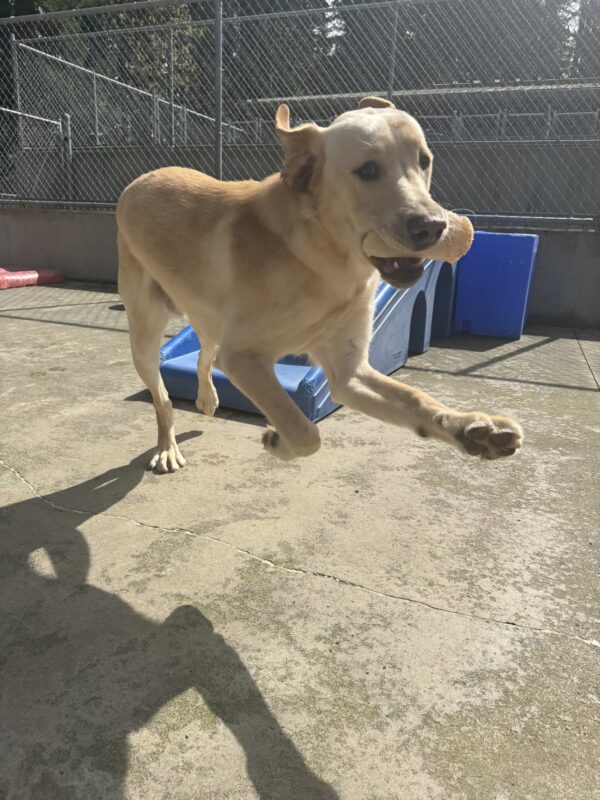 A male yellow lab named Danby is playing outside in the sun. There are colorful playground objects behind him, and he has a white bone in his mouth and is running towards the camera.