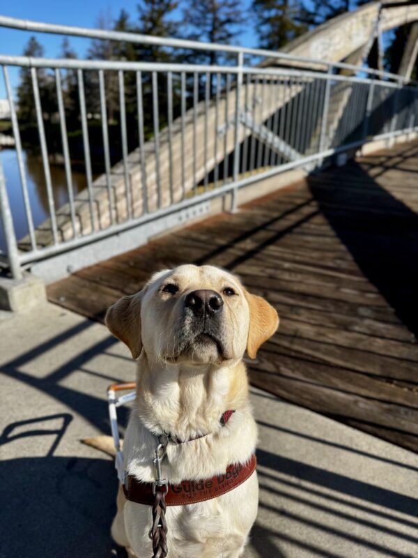 Vivaldi, a yellow Labrador Retriever, is sitting in harness and staring up into the camera. His dark yellow ears are very perked. Behind him a wooden bridge and river can be seen.