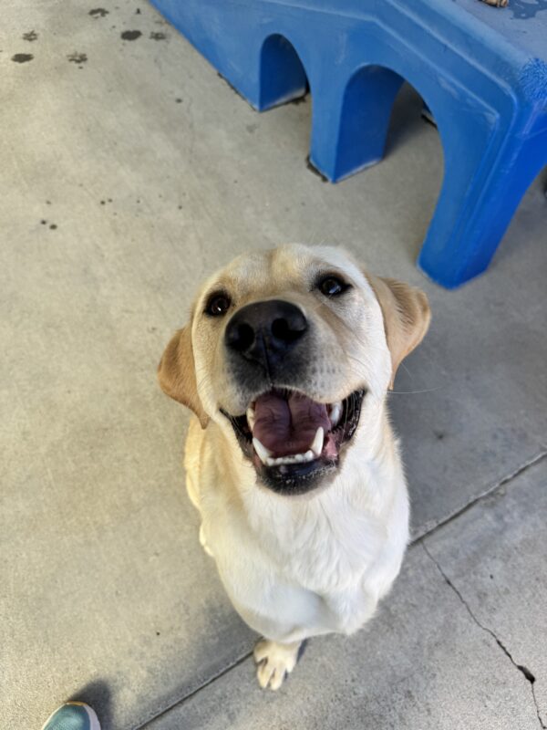 Vivaldi, a yellow Labrador Retriever, is sitting in community run. His mouth is wide open and he is staring happily into the camera.