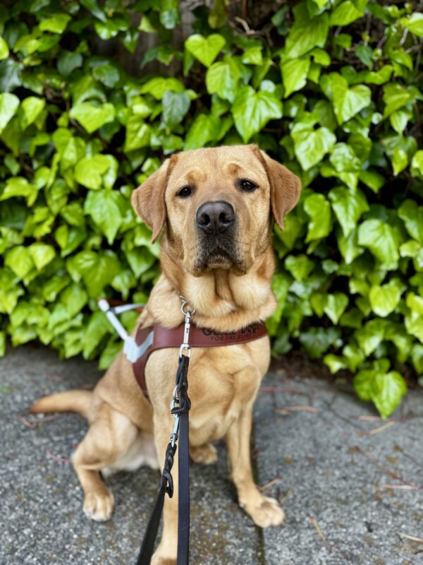 Andrew, a dark yellow Labrador Retriever, is sitting in harness and staring into the camera. Behind him are large green vines.