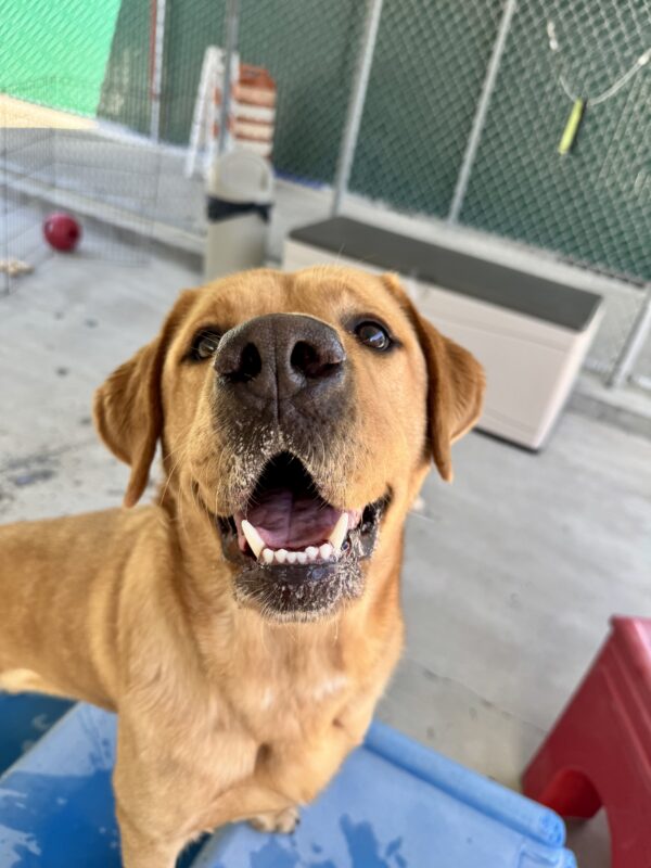 Andrew, a dark yellow Labrador Retriever, is standing on a blue play structure in community run. His mouth is wide open and he is staring happily into the camera.