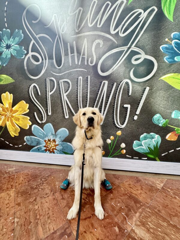 Granger, a yellow long haired Labrador/Golden Retriever cross is sitting in his harness and wearing a tan gentle leader and teal boots. Behind him a floral sign is visible that says