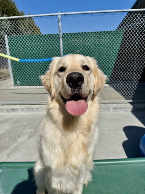 Granger, a yellow long haired Labrador/Golden Retriever cross is sitting on a green play structure in community run. His mouth is wide open and he staring happily into the camera.
