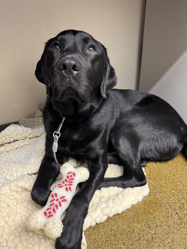 Lonny, a black Labrador Retriever, is laying on soft white fleeces. A nylabone is sitting in between his front legs and he is staring into the camera.