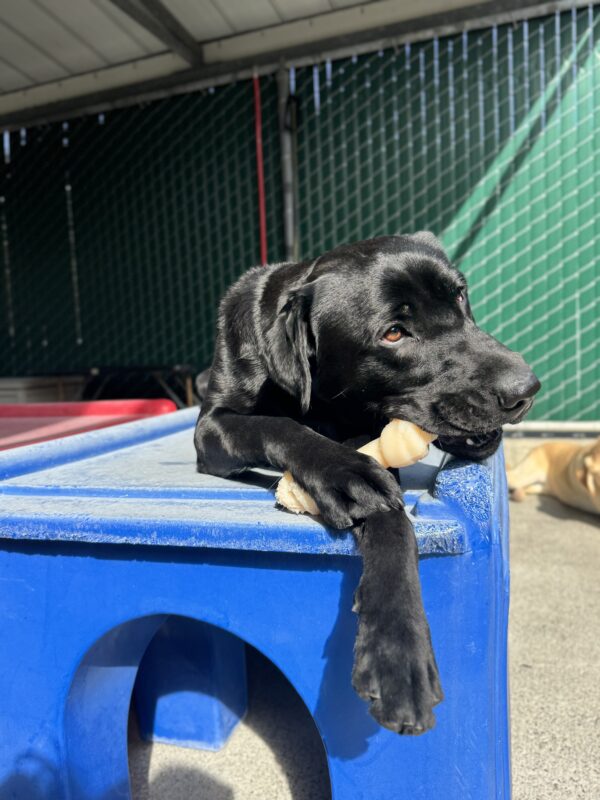 Hayes lays in Community Run while he chews on a bone between his front paws.