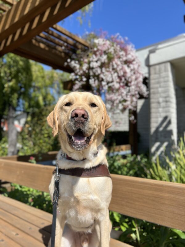 Sycamore sits in harness looking at the camera. His mouth is partially open. Behind him is a blue sky and pink flowers growing on the side of a building.