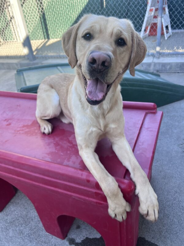 Sycamore lays down while looking at the camera. He is resting on a red play structure in community run. His tail is mid-wag.