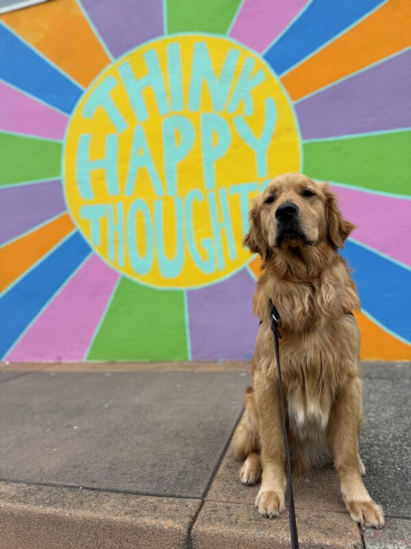 Photo is of golden cross Ralphie sitting in harness in front of a colorful sun-shaped mural that says “think happy thoughts”