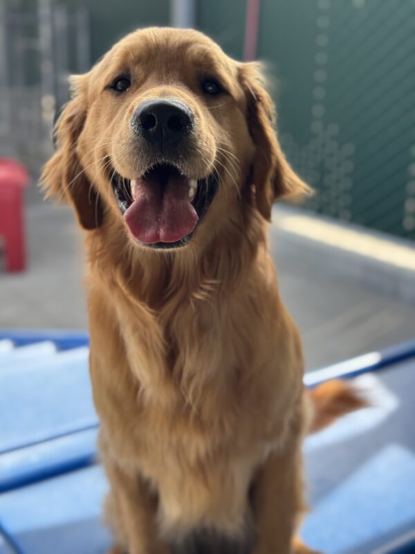 Photo is a closeup of Ralphie’s smiling face as he sits on a play structure in community run