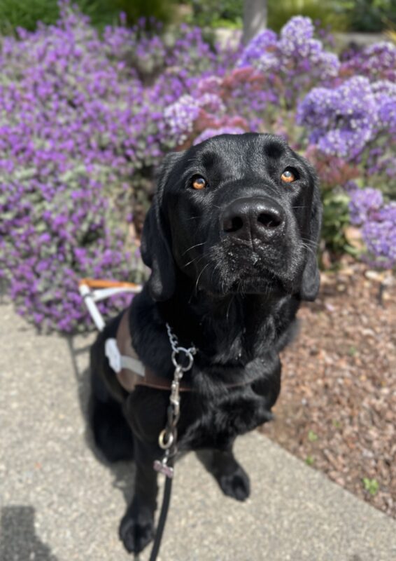 Rigel sits in harness looking up at the camera. Behind him, and appear to be surrounding his head, are bright purple flowers.
