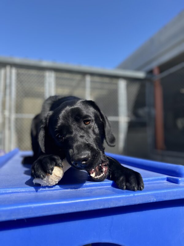 Rigel chews on a bone that he is holding with one of his paws. He is laying down on a bright blue play structure in community run.