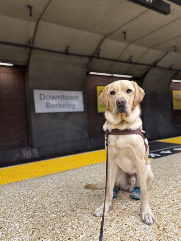 Yellow lab Sheldon sitting on a subway platform in harness with teal booties on his back feet and the “downtown Berkeley” sign behind him