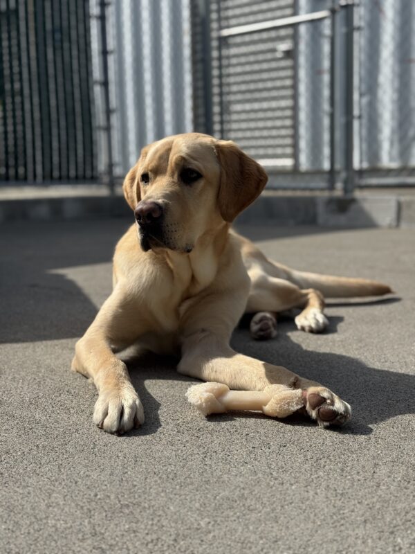 Photo is of Sheldon lying down in community run with a bone between his legs