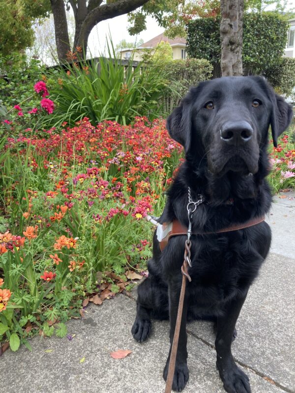Vector sits in harness on a sidewalk. In the background there are red, pink and orange flowers.