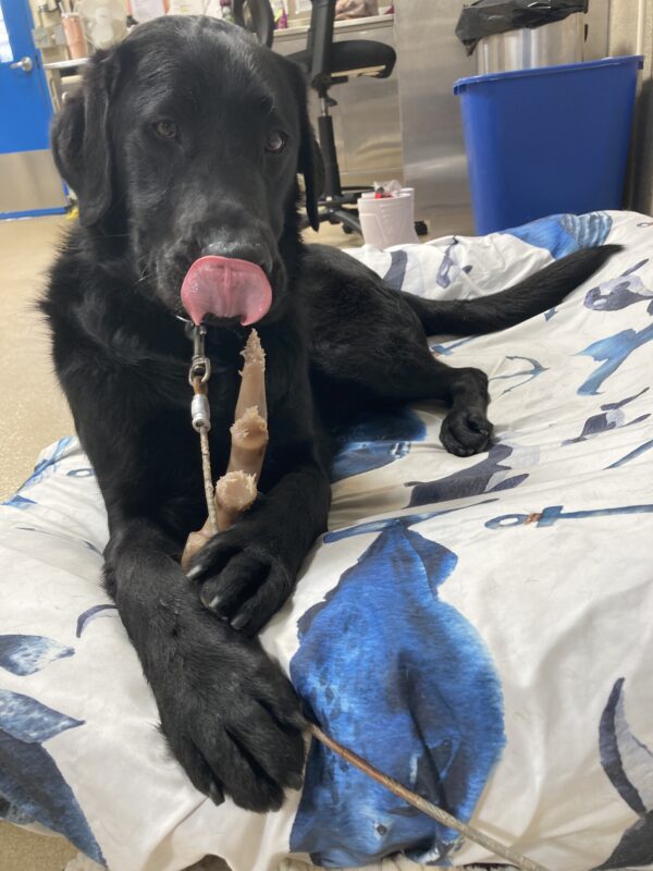 Vector is laying down on a bed holding a Nylabone between his front paws and licking his nose.
