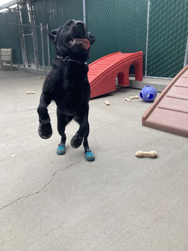 Bondi is wearing her booties and  jumping up in community run, her tongue is slightly sticking out.