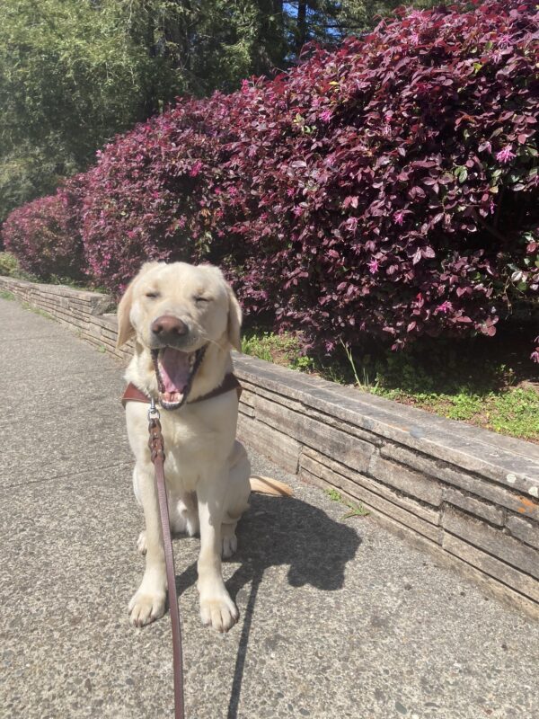 Noble is sitting in harness and yawning with his tongue out in front of some bushes with pink flowers.