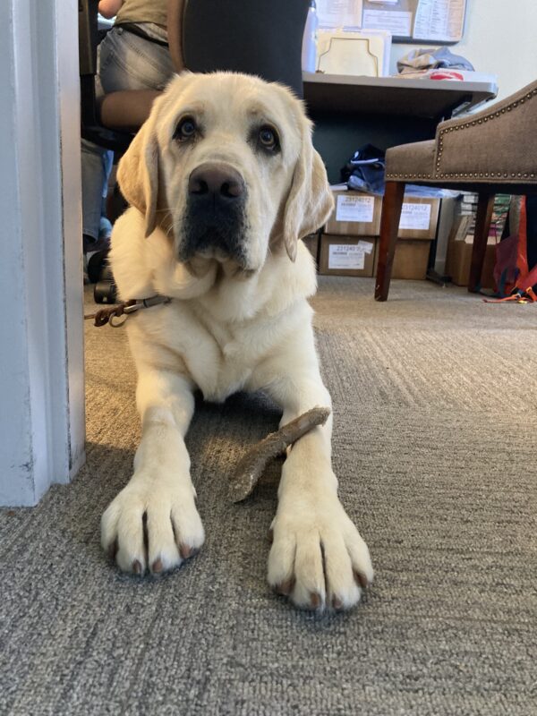 Noble is laying down with his ears perked up and a bone between his front paws. There is a person sitting at a desk in the background.
