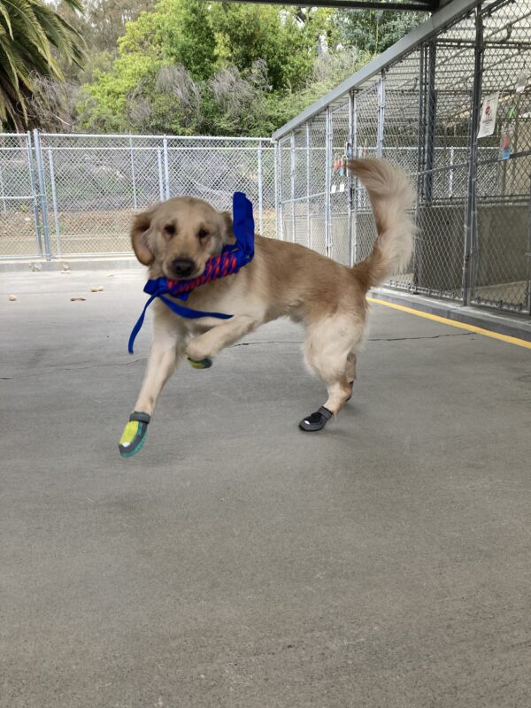 Mathias runs in community run with his booties on all four feet, he is holding a soft toy and running towards the camera.