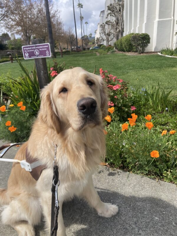Mathias sits in harness in front of some orange poppies.